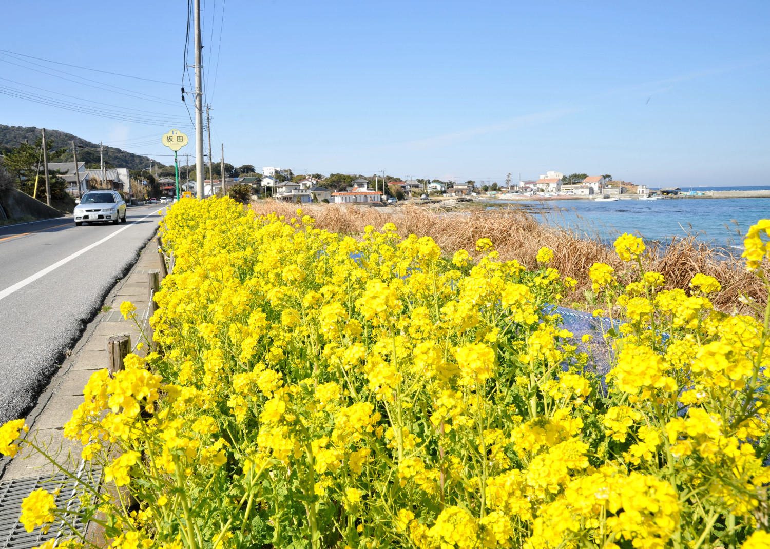 Boso Flower Line (Cape Inubosaki)