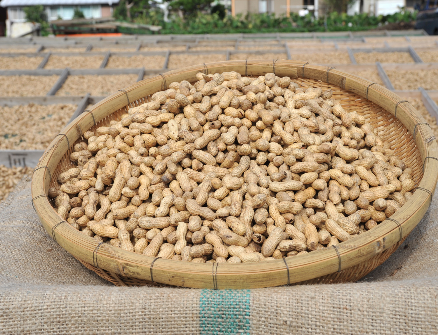 Chiba Peanuts & Peanut Products