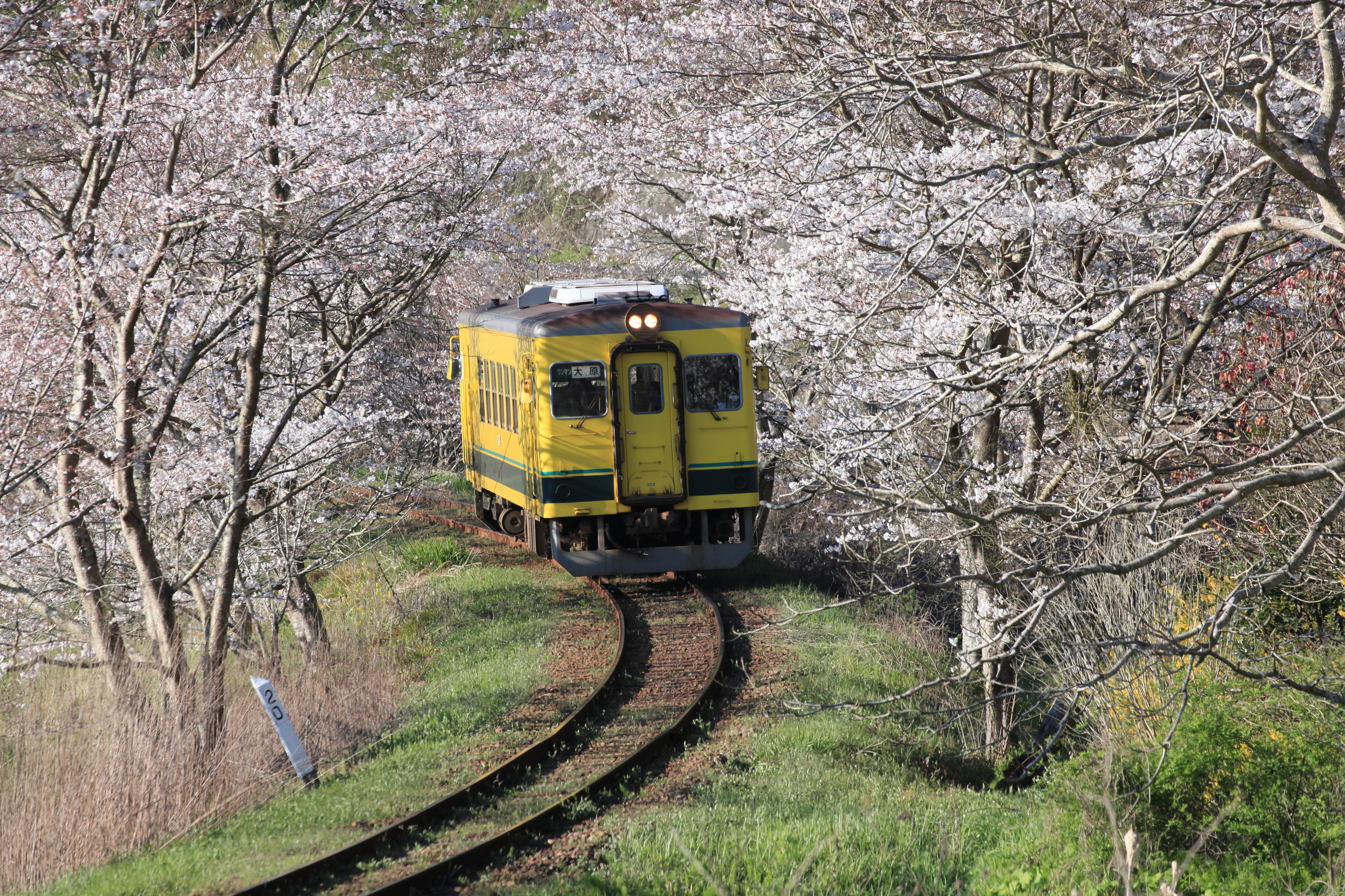 Isumi Rail Rapeseed Blossom Route