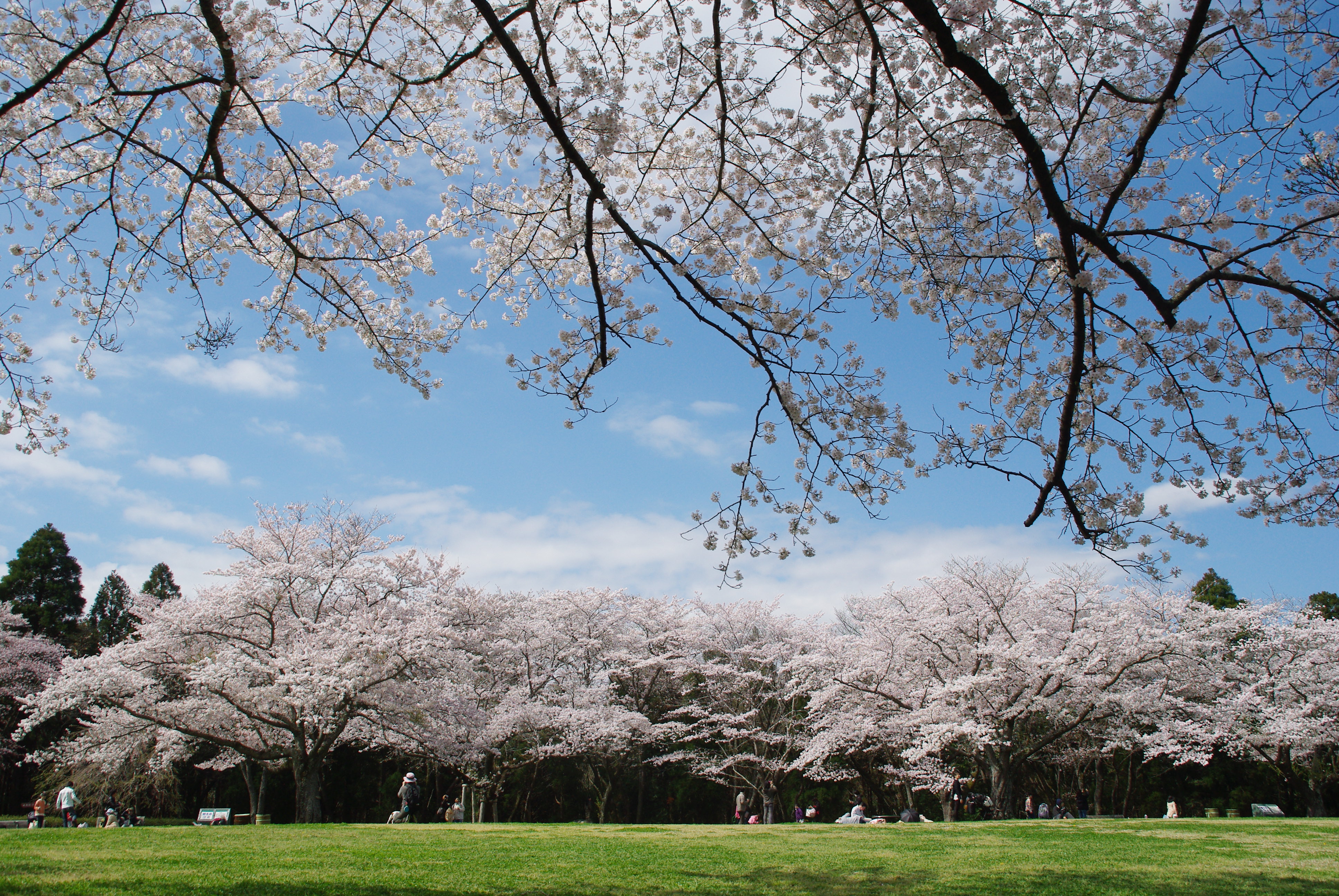 Izumi Nature Park Cherry Blossom Festival (Apr)