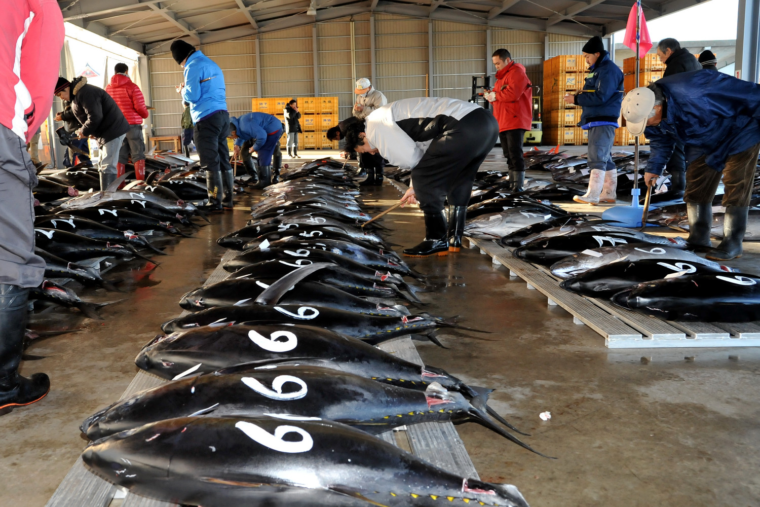Katsuura Fresh Sashimi Market