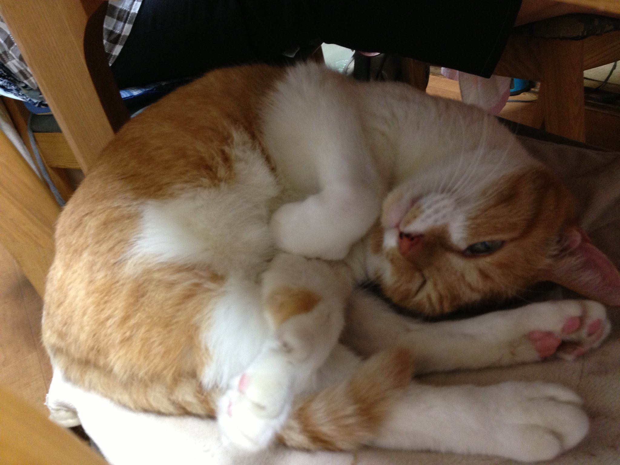 Poko — the author's cat and chief travel mascot